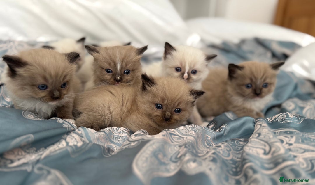 Ragdoll cats for sale: ⭐️ DNA tested Ragdoll female ready 1/8/25 ⭐️ in Loughborough - Image 3