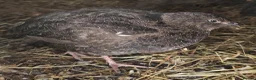 Quail poultry for sale: Quail - Males - Advert 6