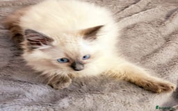 Ragdoll cats for sale: Cute little Ragdoll kittens for sale 💕🐱🐱 - Image 6