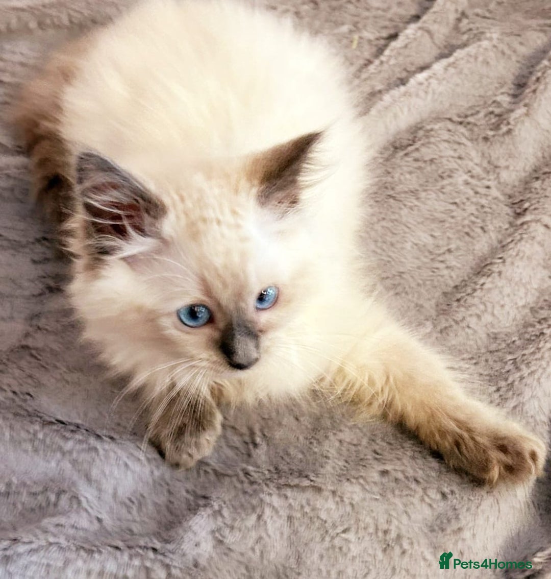 Ragdoll cats for sale: Cute little Ragdoll kittens for sale 💕🐱🐱 - Image 6