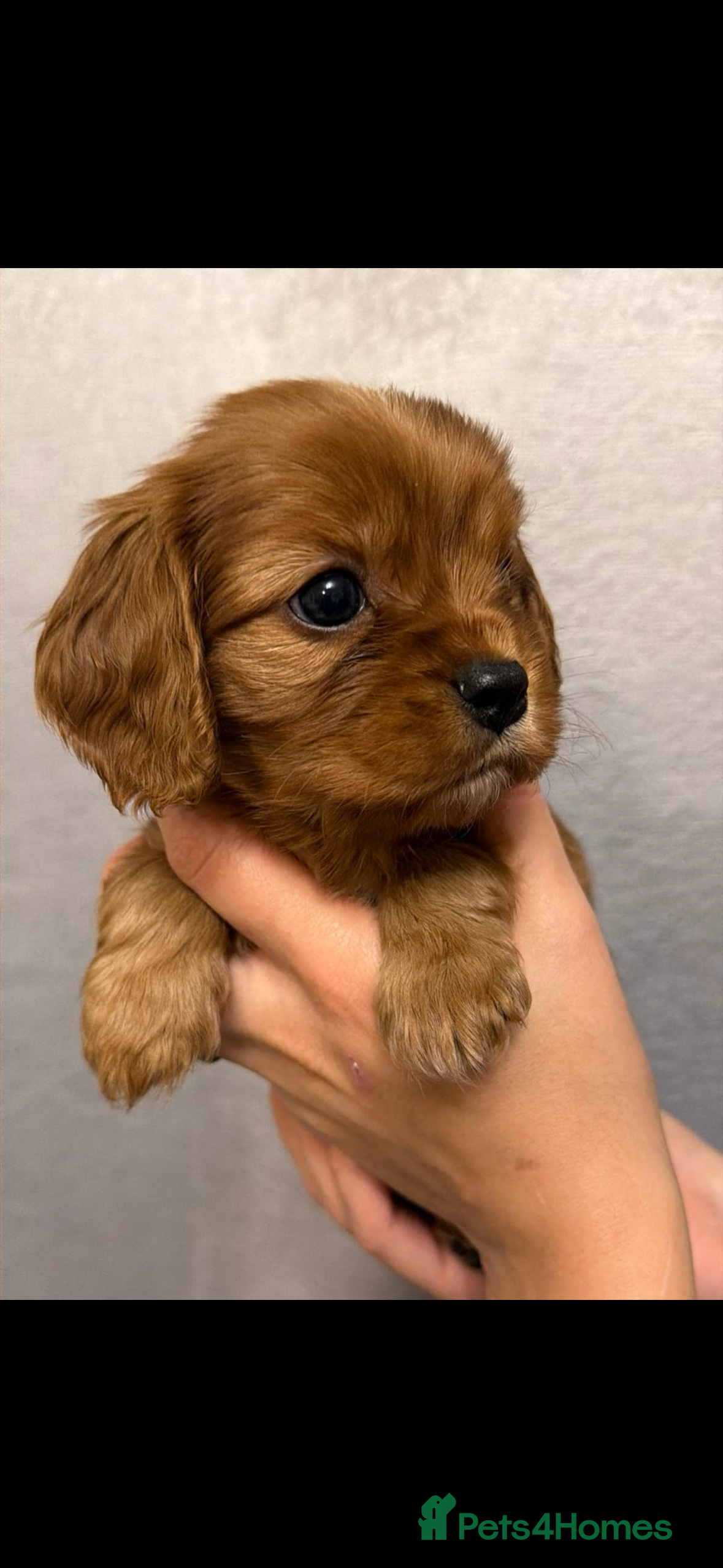 Cavalier King Charles Spaniel dogs KC Registered Cavaliers ✨ Health Tested ✨ - Advert 3