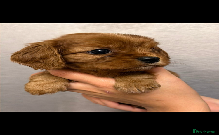 Cavalier King Charles Spaniel dogs KC Registered Cavaliers ✨ Health Tested ✨ - Advert 1