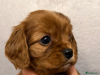 Cavalier King Charles Spaniel dogs KC Registered Cavaliers ✨ Health Tested ✨ - Advert 6
