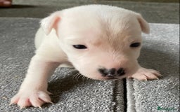 Jack Russell dogs for sale: 6 Jack Russell Puppies  - Advert 30