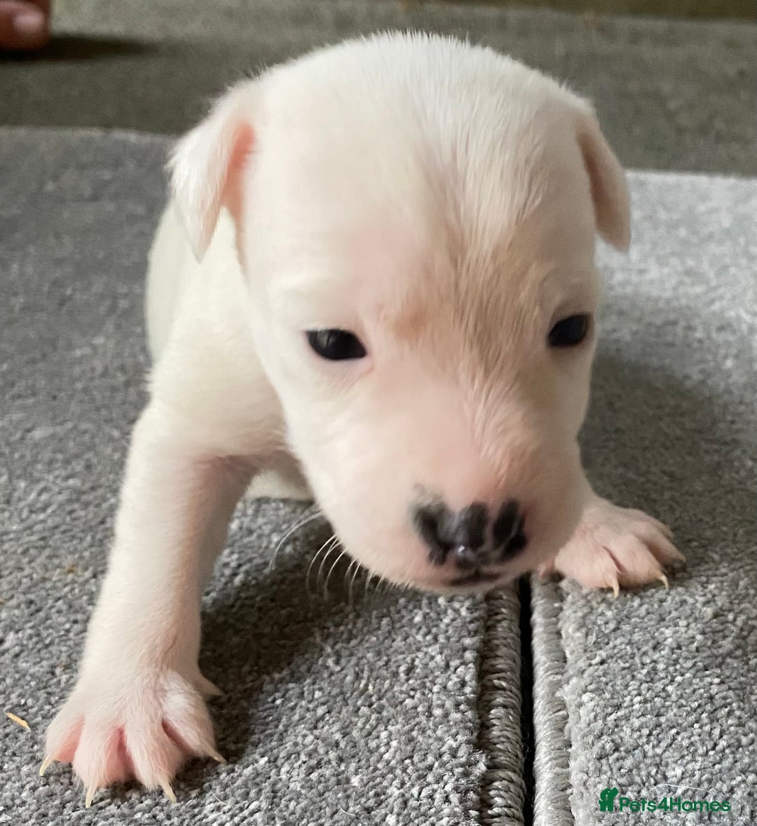 Jack Russell dogs for sale: 6 Jack Russell Puppies  - Advert 30