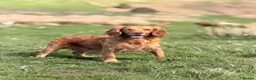 Cocker Spaniel dogs for sale: Gorgeous litter of cocker spaniels  - Advert 3