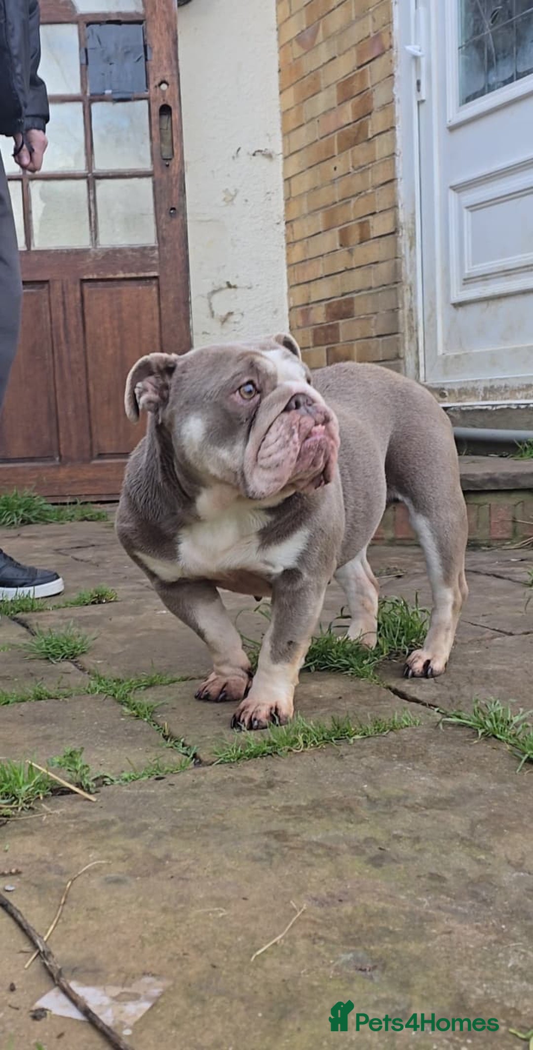 English Bulldog dogs for sale: Beautiful English bulldog female - Advert 3