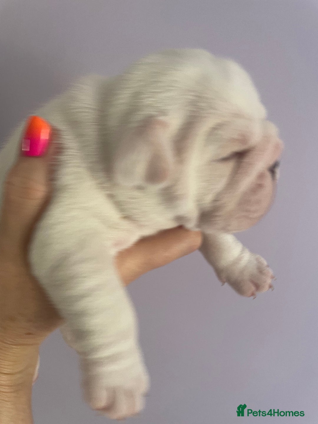 English Bulldog dogs for sale: 4 KC English Bulldog Puppies  - Image 26