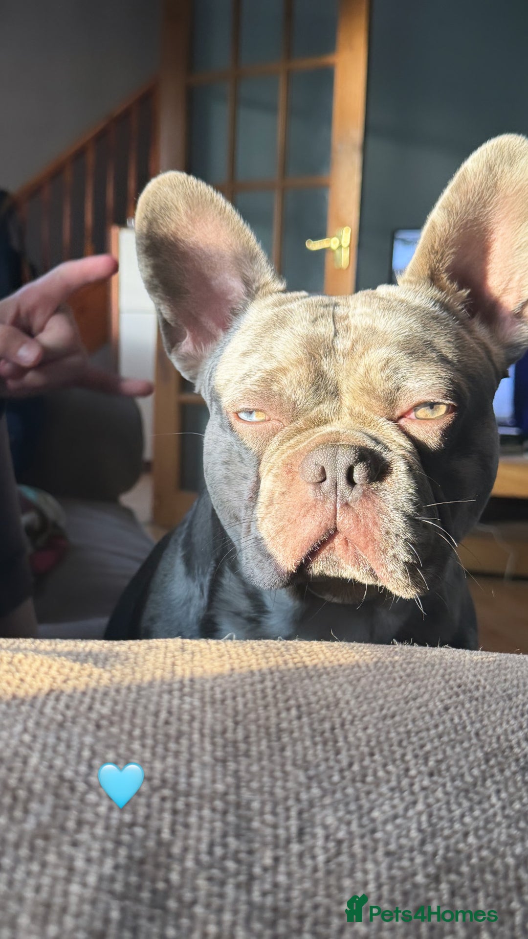 French Bulldog dogs for stud: Buster  - Image 3