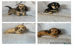 Miniature Dachshund dogs for sale: My last little man longhaired miniature dachshund in Houghton le Spring - Image 8