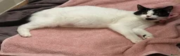 Mixed Breed cats for sale: 4 stunning kittens with unique markings for sale - Advert 16