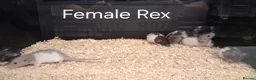Rat rodents for sale: Baby Dumbo Rat's, Natural , Rex , Nakeds  - Advert 4