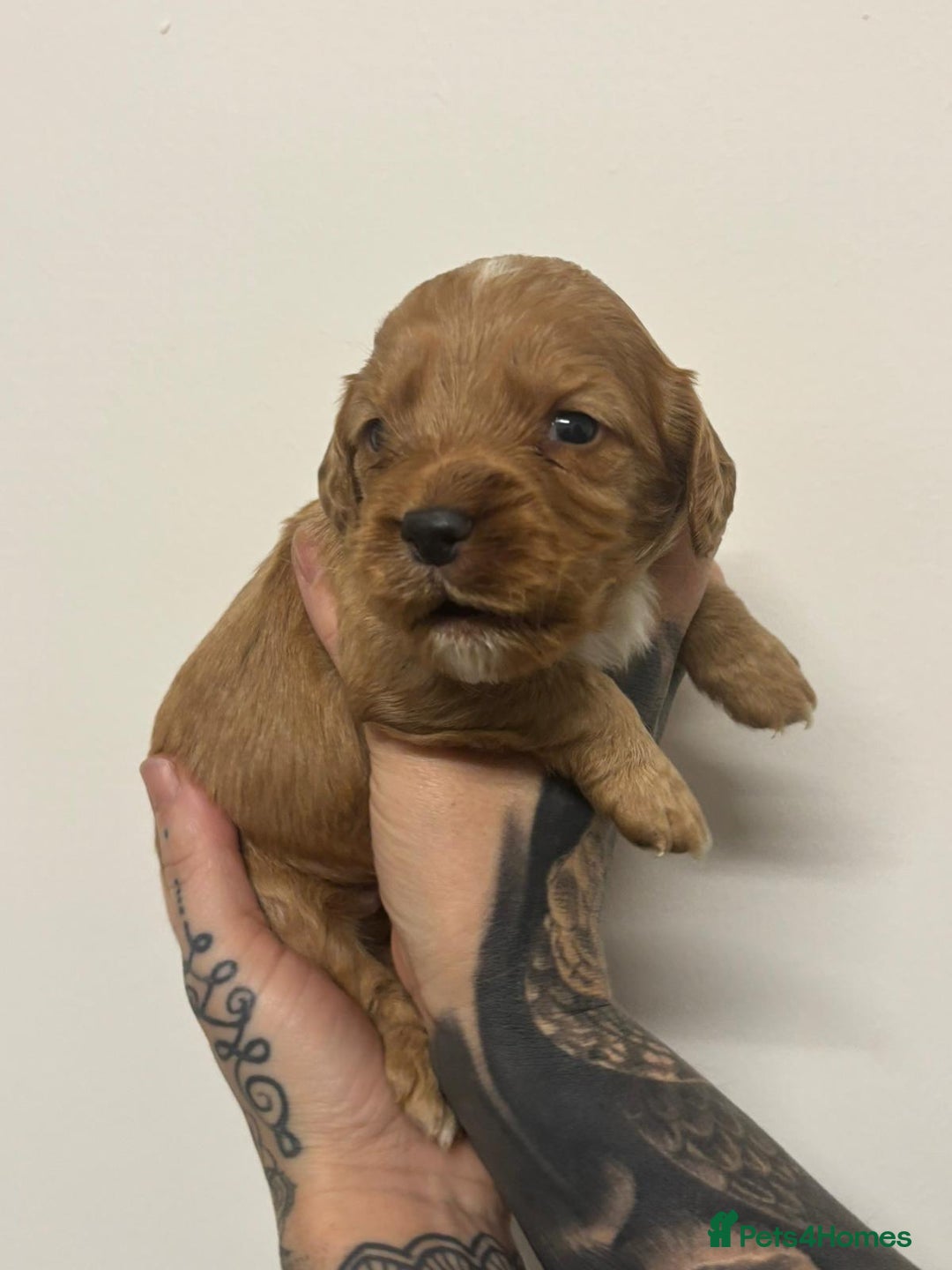 Cocker Spaniel dogs for sale: 4 Gorgeous working cocker spaniels  - Advert 6