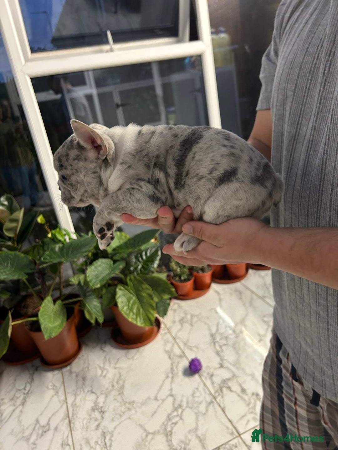 French Bulldog dogs for sale: 3 Extremely beautiful French bull terriers kc reg  - Advert 30