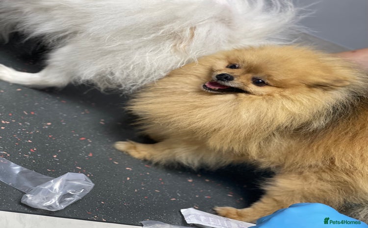 Pomeranian dogs in Oldham - Advert 12