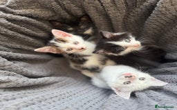 Mixed Breed cats for sale: very friendly kittens looking for a new home - Image 22