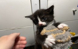 Mixed Breed cats for sale: Three energetic kittens: Noodle, Peanut and Daisy - Advert 24