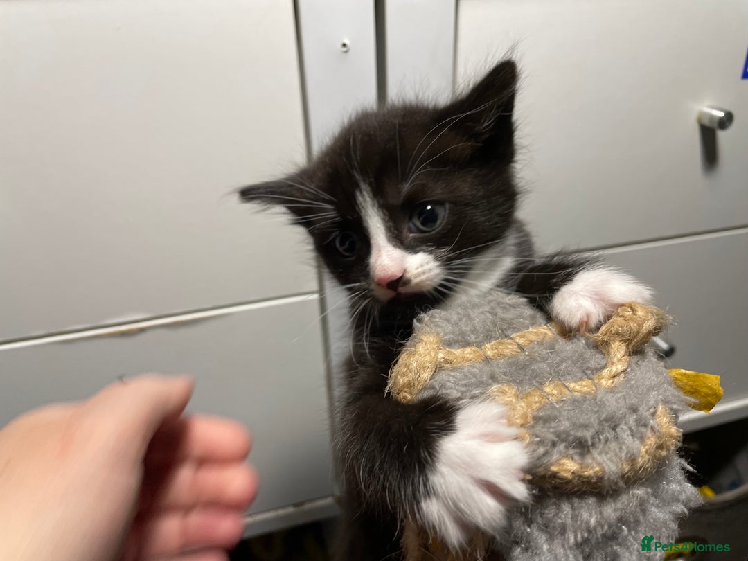 Mixed Breed cats for sale: Three energetic kittens: Noodle, Peanut and Daisy - Advert 24