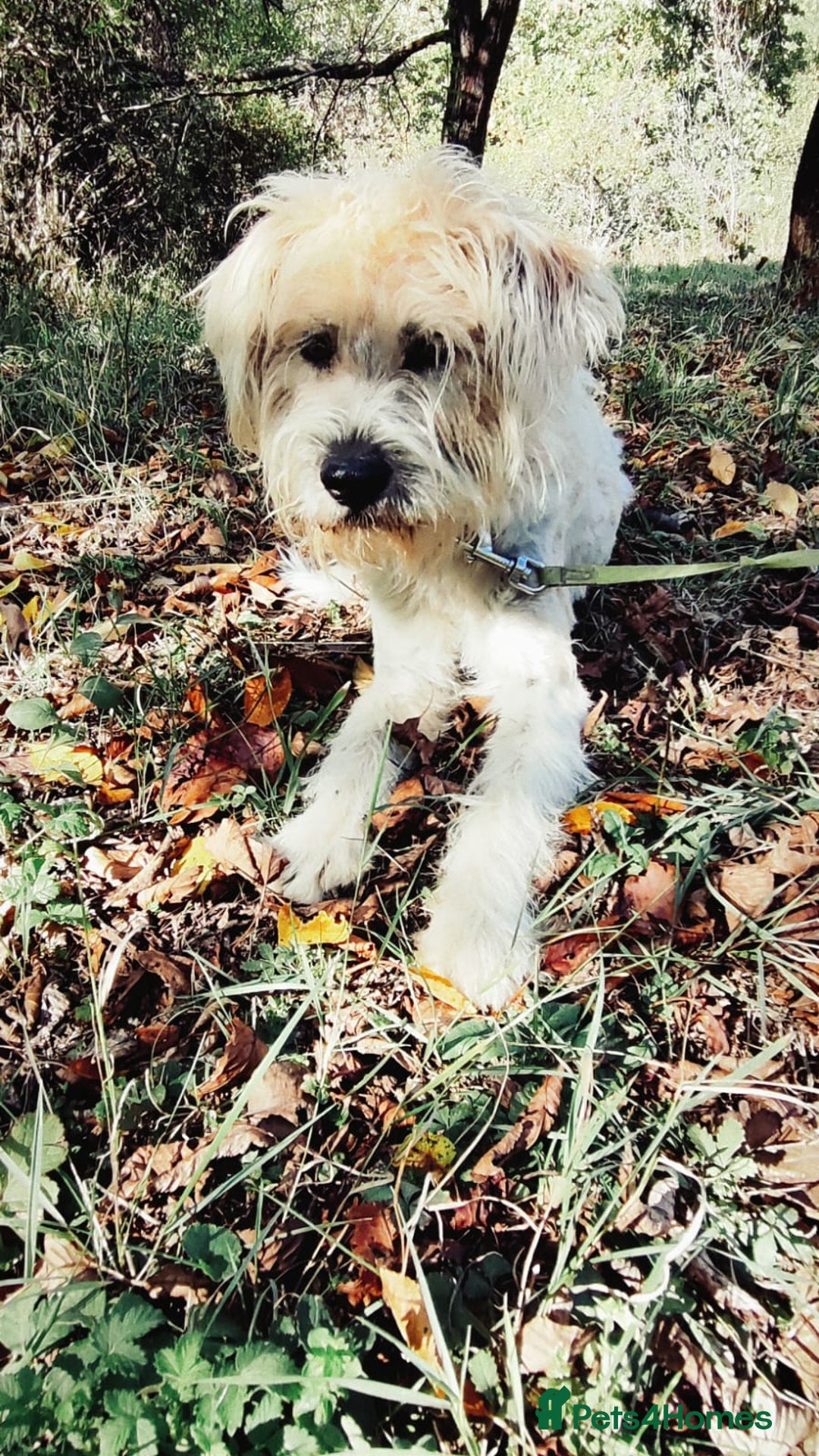 Mixed Breed dogs for adoption: Randolph, 2 - 3 yrs. Available for adoption. - Image 23