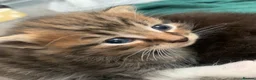 Mixed Breed cats for sale: Garfield  in Hull - Advert 17