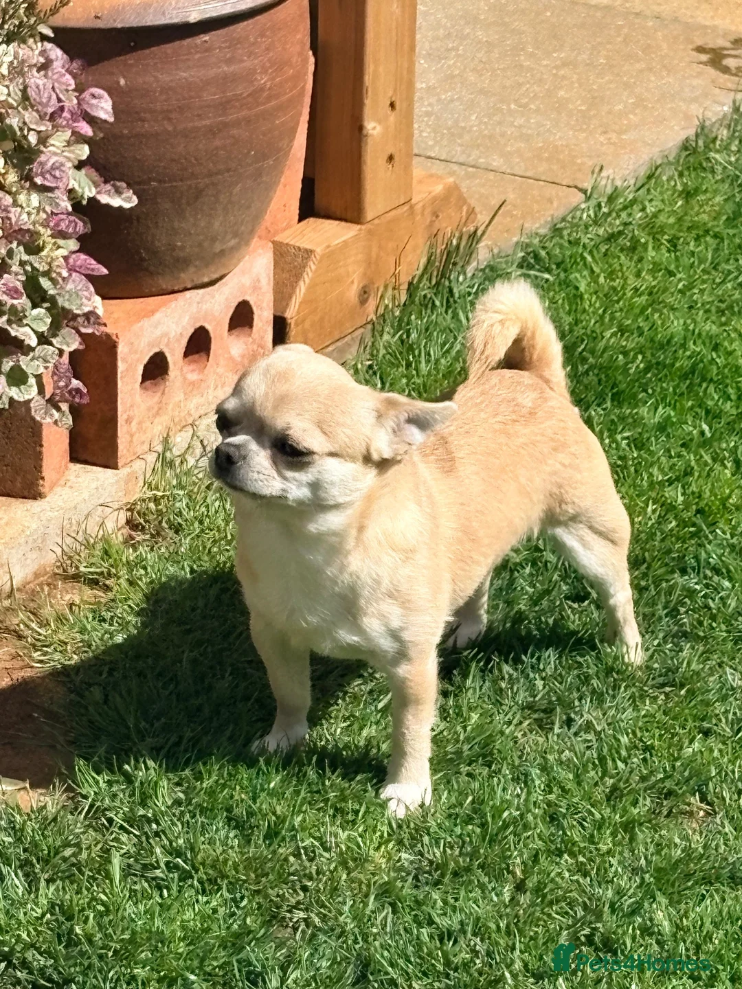 Chihuahua dogs for sale: 3 years  in Kettering - Advert 1