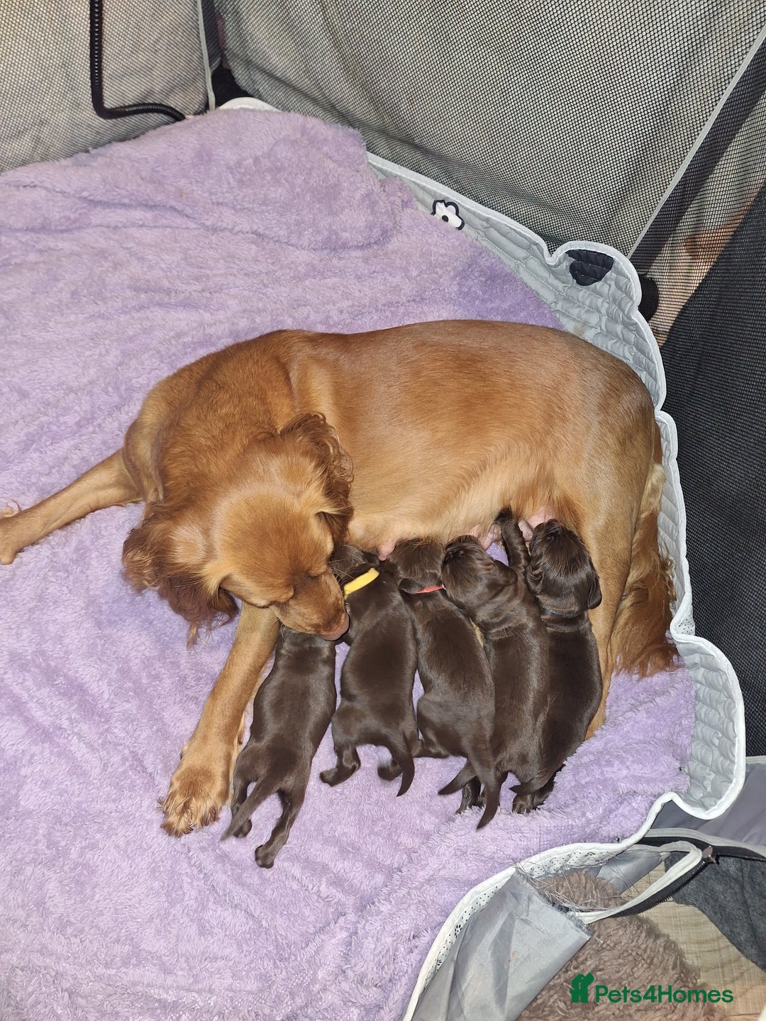 Sprocker dogs for sale: Beautiful Sprocker Spaniel Puppies  - Image 8