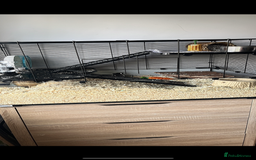 Gerbil rodents for sale: 2 Female Gerbils - Image 1