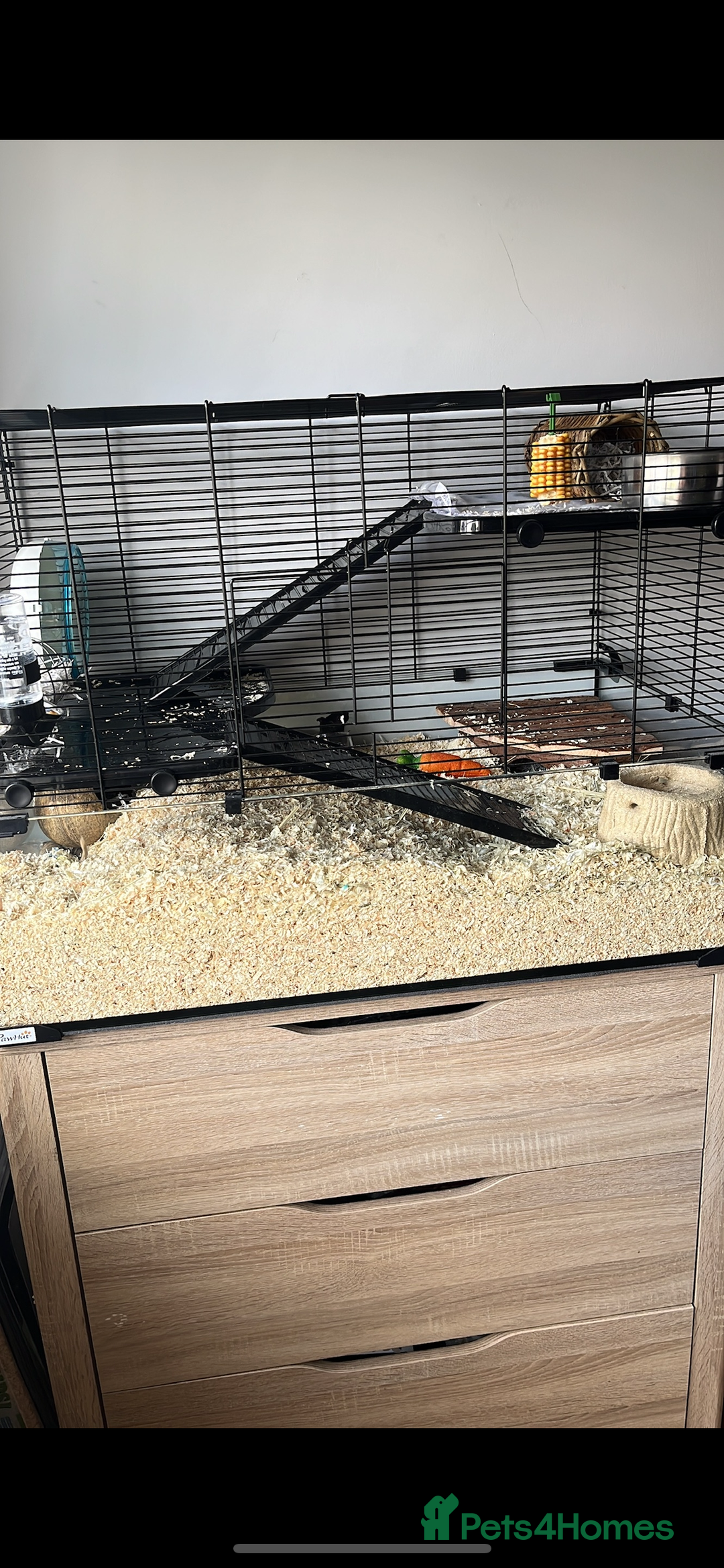 Gerbil rodents for sale: 2 Female Gerbils - Image 1