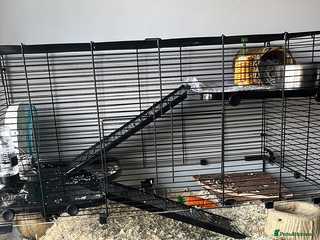 Gerbil rodents for sale - Advert 1