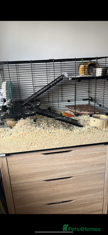 Gerbil rodents - Advert 1