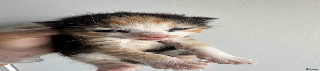 Mixed Breed female 2