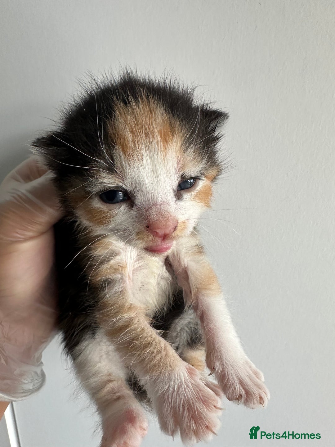 Mixed Breed cats for sale: Mixed breed kittens for sale - Advert 8