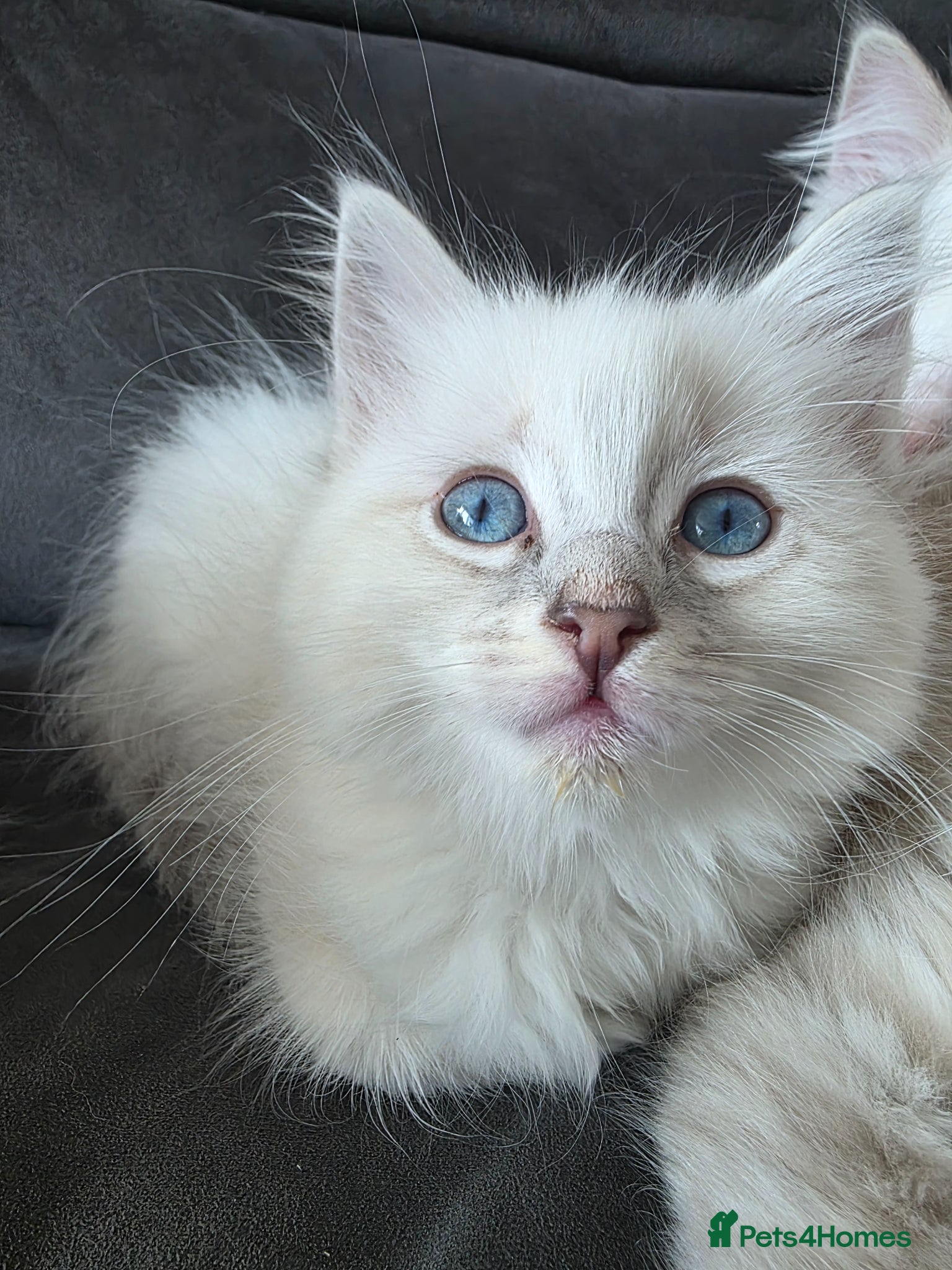 Ragdoll cats Ragdoll kittens - Advert 11