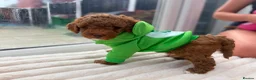 Poochon dogs for sale: 2 Toy poodle/poochon pups for sale.  - Advert 22