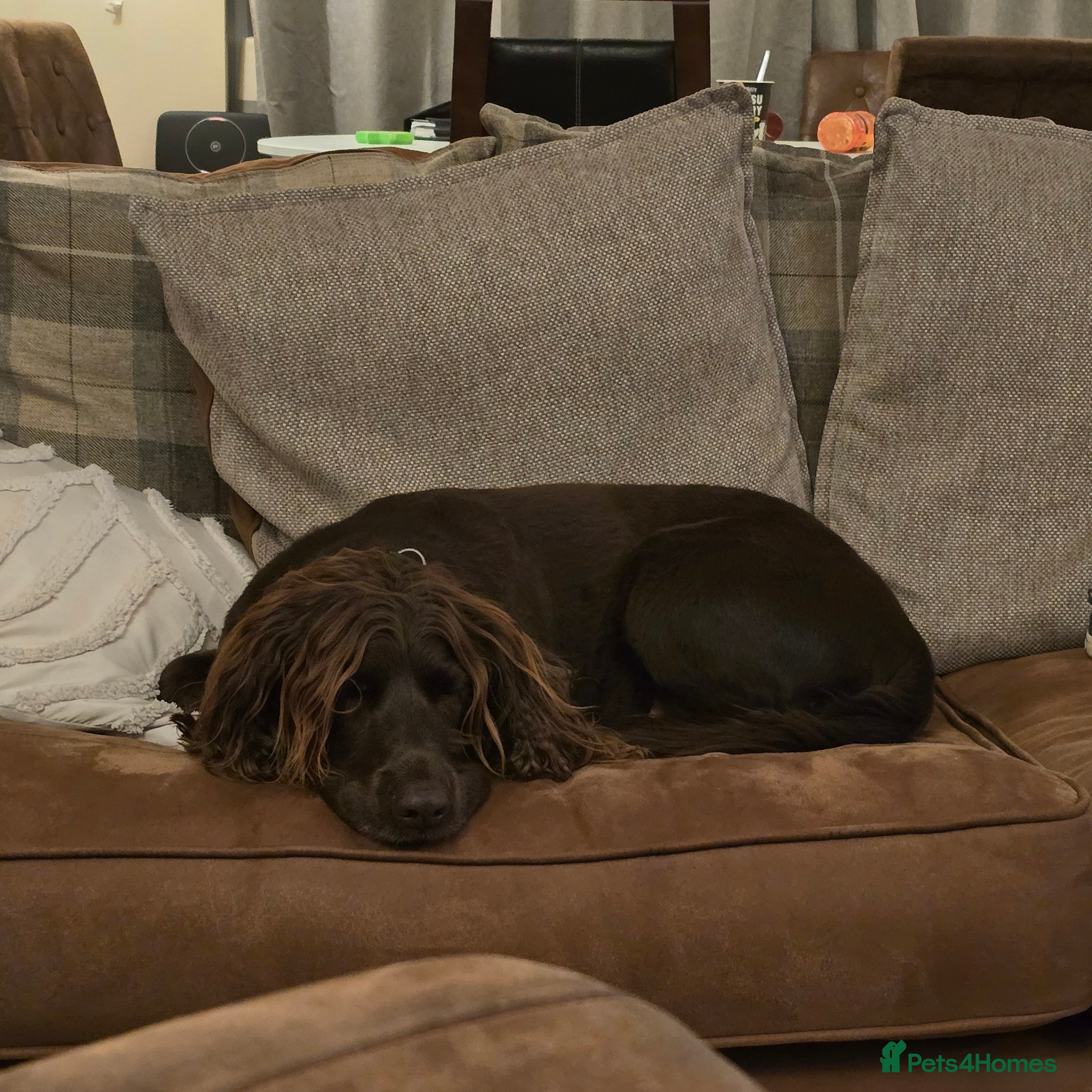Sprocker dogs 5yr old male sprocker - Advert 3
