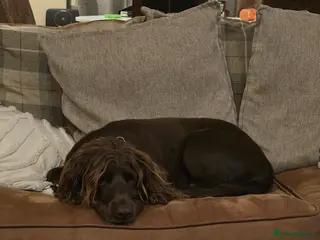 Sprocker dogs 5yr old male sprocker - Advert 3