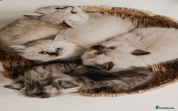 Siberian cats for sale: Gorgeous Kittens For Sale  - Image 2