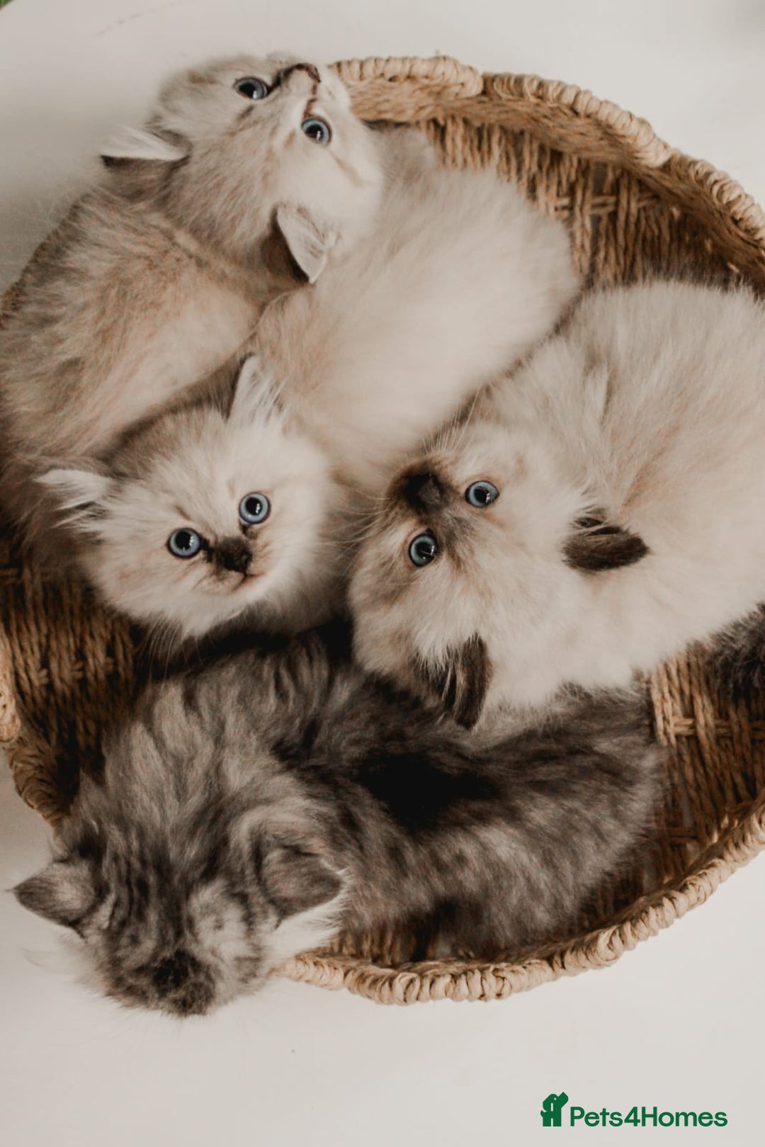Siberian cats for sale: Gorgeous Kittens For Sale  - Image 2