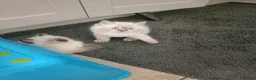 Ragdoll cats for sale: 🌸🌸 BEAUTIFUL RAGDOLL 🌸🌸ALL AVAILABLE 🌸🌸 - Advert 7