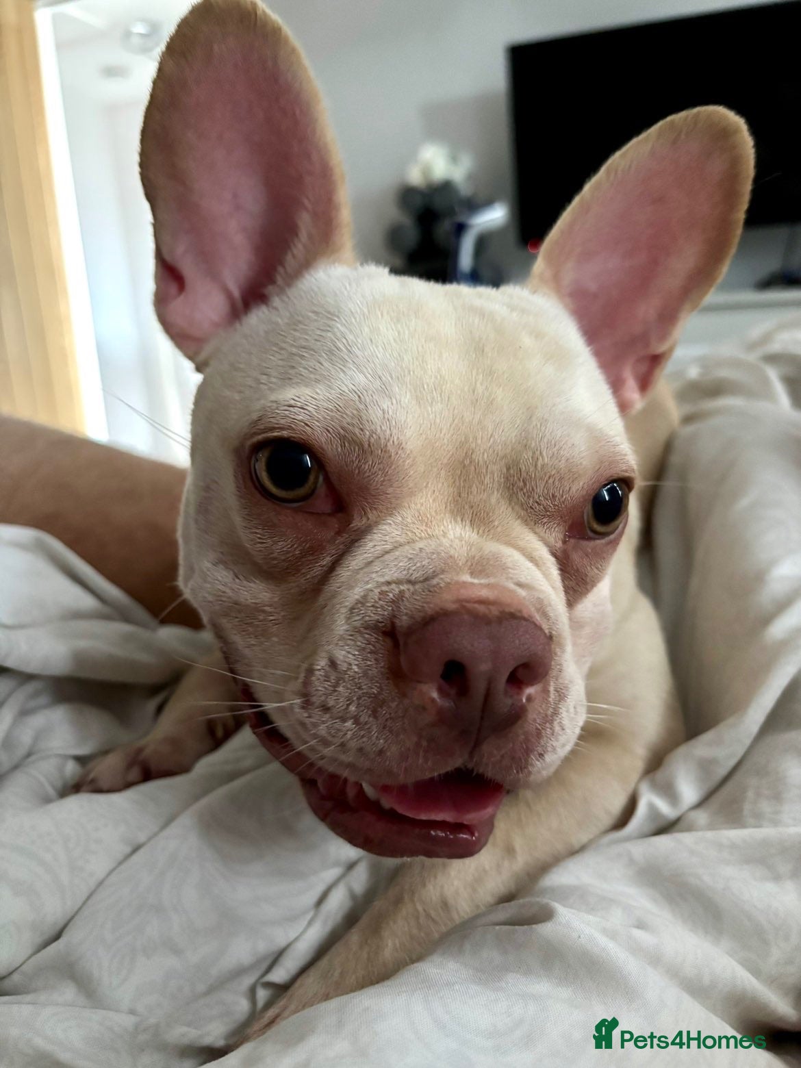 French Bulldog dogs Honey French bulldog  - Advert 1