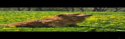 Golden Shepherd dogs for sale: Golden shepherd's  - Advert 20