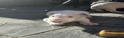 English Bull Terrier dogs for sale: English bull terrier puppies - Advert 10