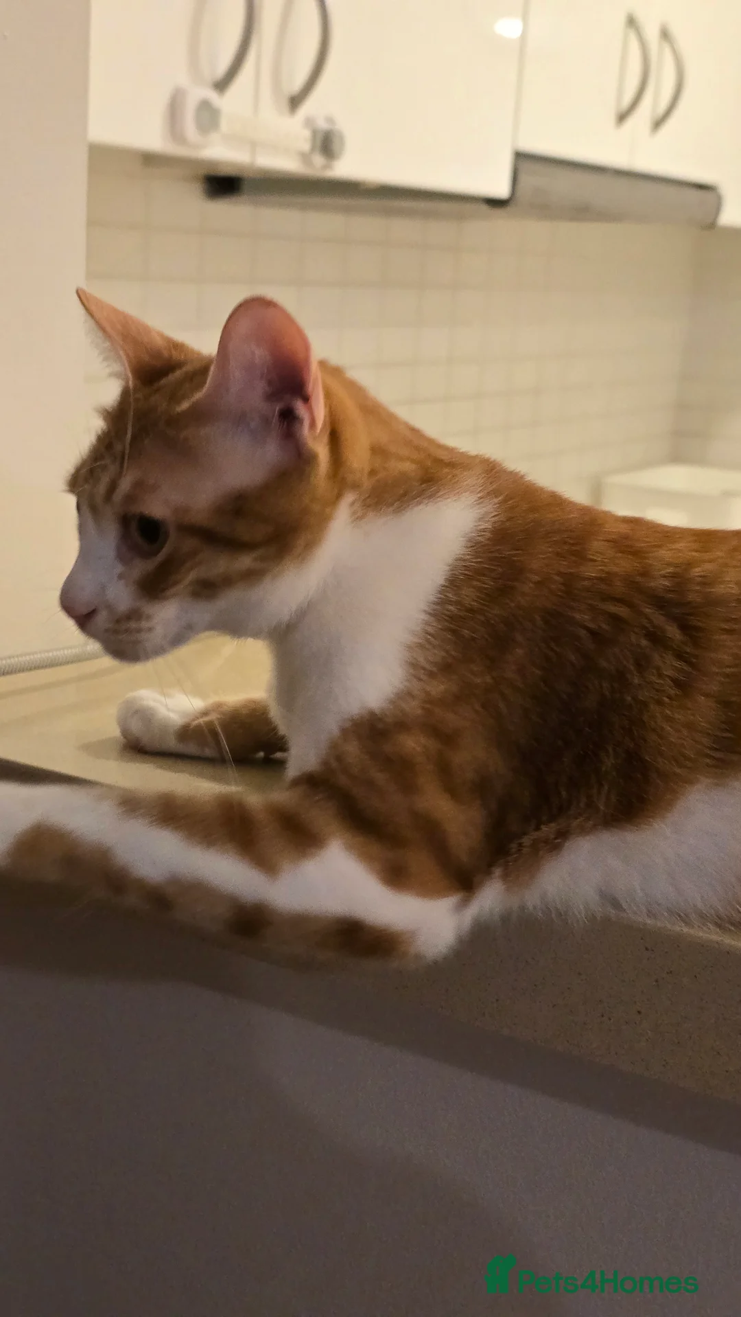 Mixed Breed cats for adoption: [Indoors Only] Light - Lovely & Playful Boy - Advert 6