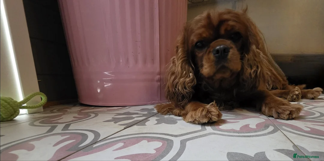 Cavalier King Charles Spaniel dogs for sale: 2 year old ruby cavalier King Charles Spaniel  - Advert 2