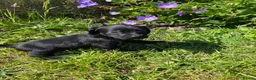 Bocker dogs for sale: Beautiful Beagle x cocker spaniel puppies  - Advert 5