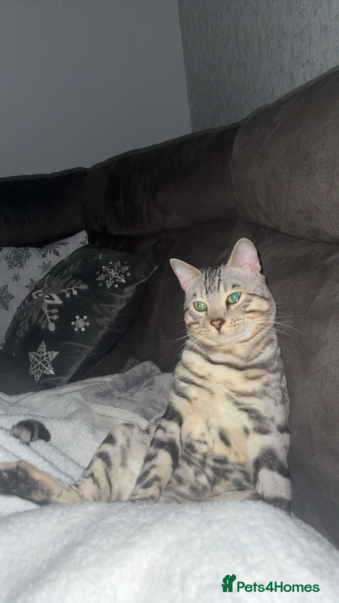 Bengal cats for stud: Juicy Jax for stud  - Advert 8