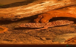 Gecko reptiles for sale: Leopard gecko and tank - Image 1