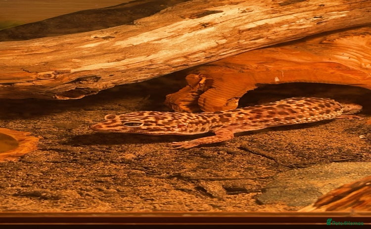 Gecko reptiles - Advert 7