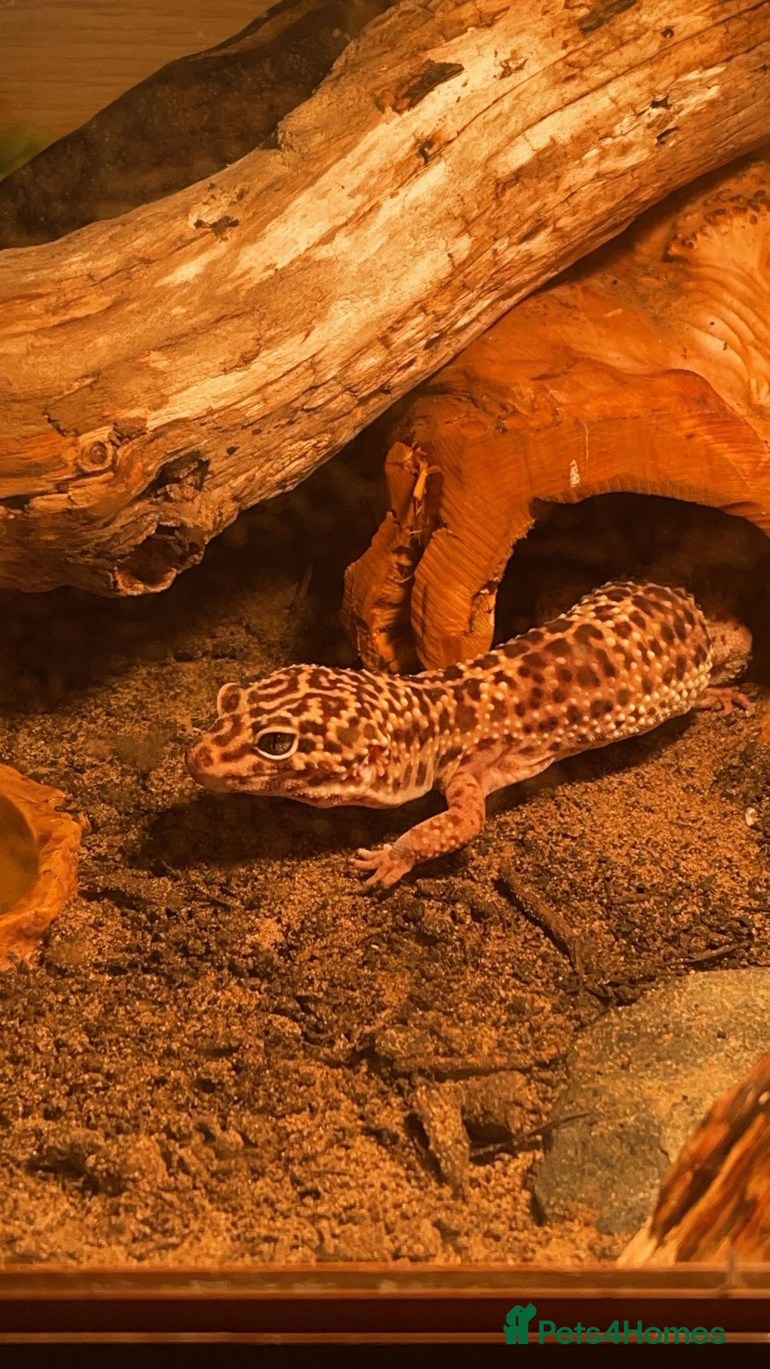 Gecko reptiles for sale: Leopard gecko and tank - Image 1
