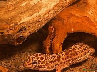 Gecko reptiles - Advert 13